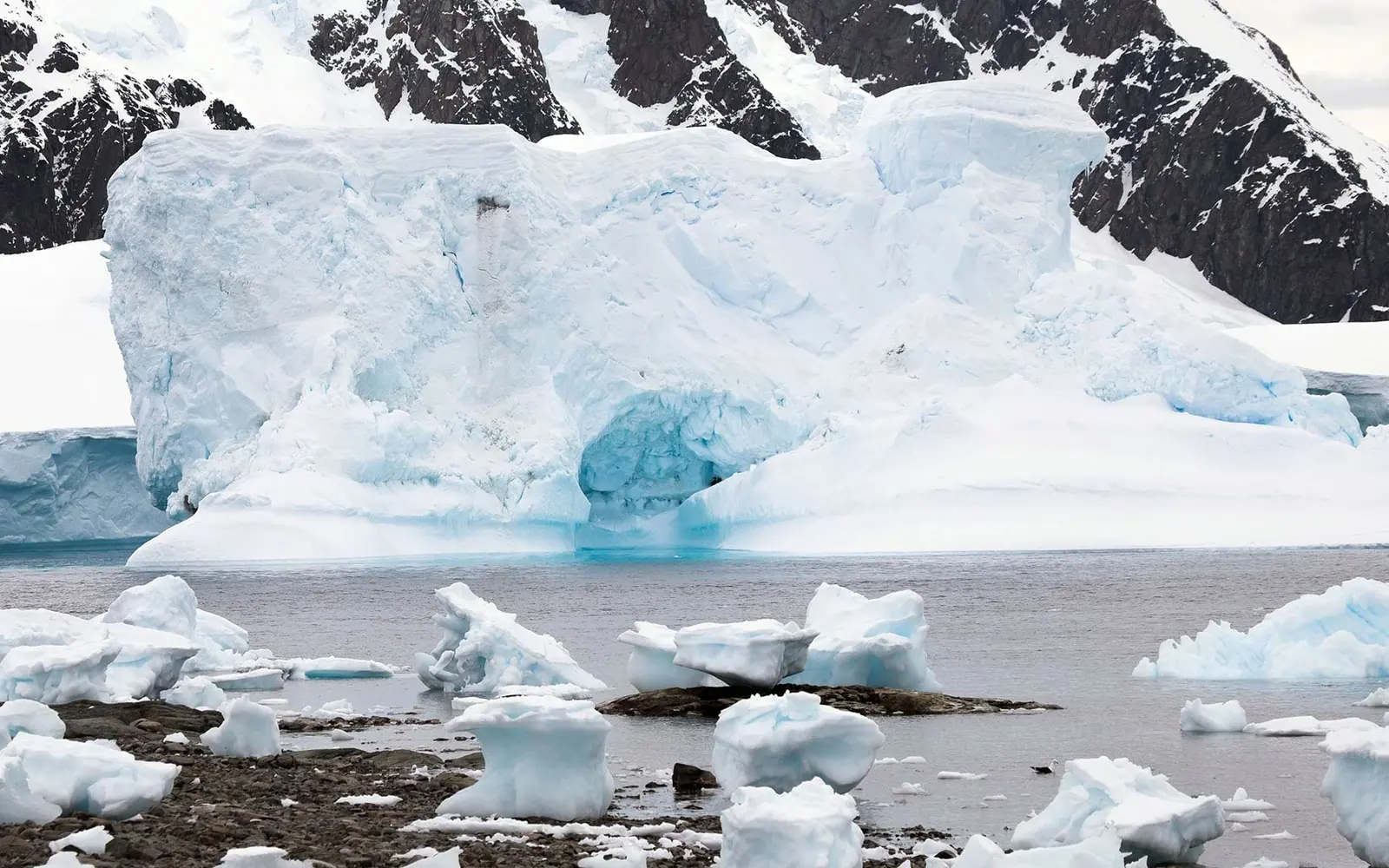 World Navigator 11-night Classic Antarctic Peninsula Antarctic Wildlife Window