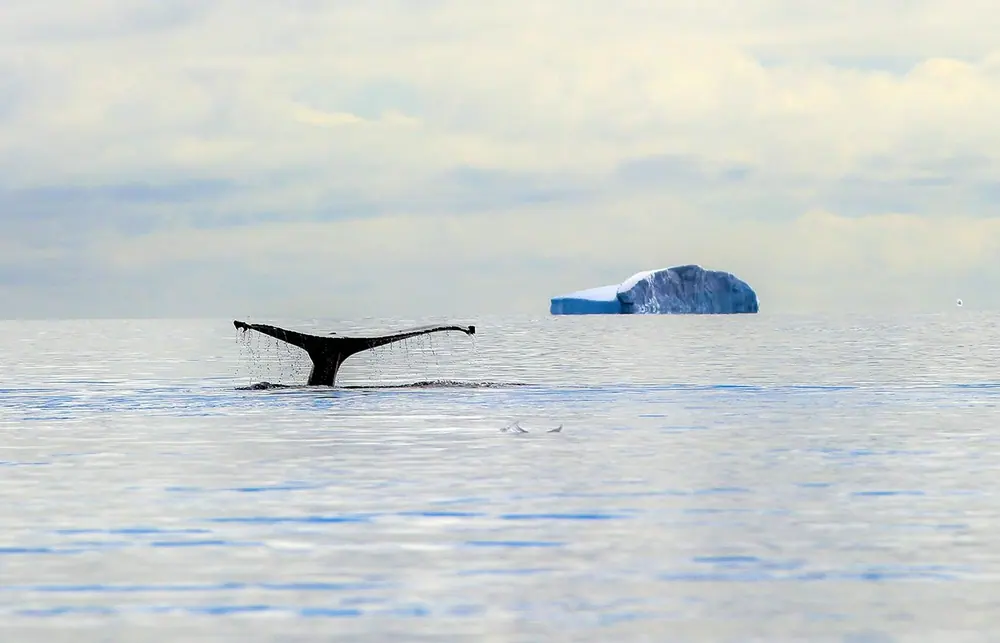World Navigator 9-night Classic Antarctic Peninsula trip image 3