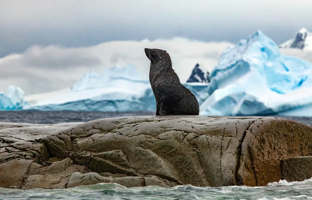World Traveller 9-night Antarctica Fly-Cruise trip image 1