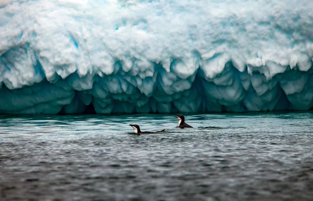 World Traveller 9-night Antarctica Fly-Cruise trip image 2