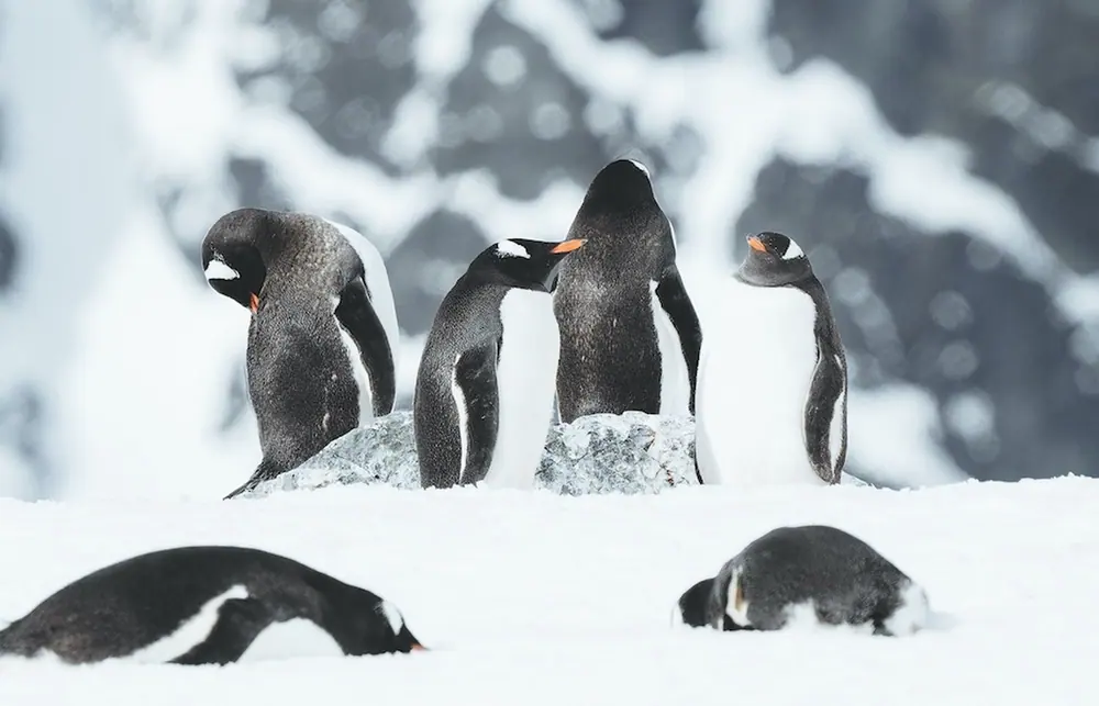 World Traveller 9-night Antarctica Fly-Cruise trip image 3