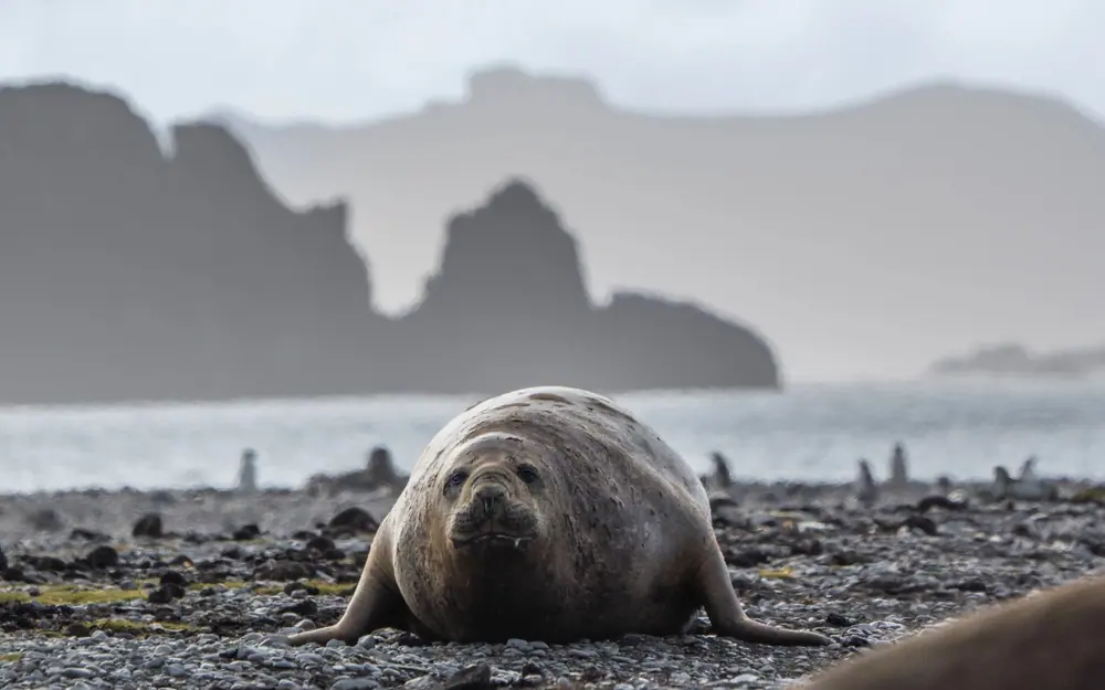 World Navigator 11-night Antarctic Circle and Peninsula trip image 3
