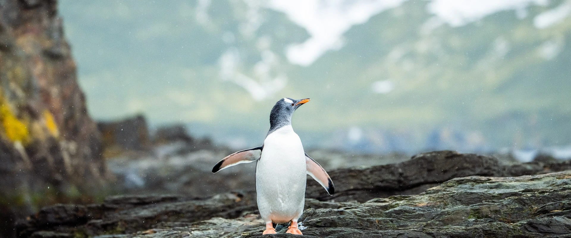 World Navigator · 12-Day Antarctic Circle and Peninsula Cruise, Feb 14, 2027