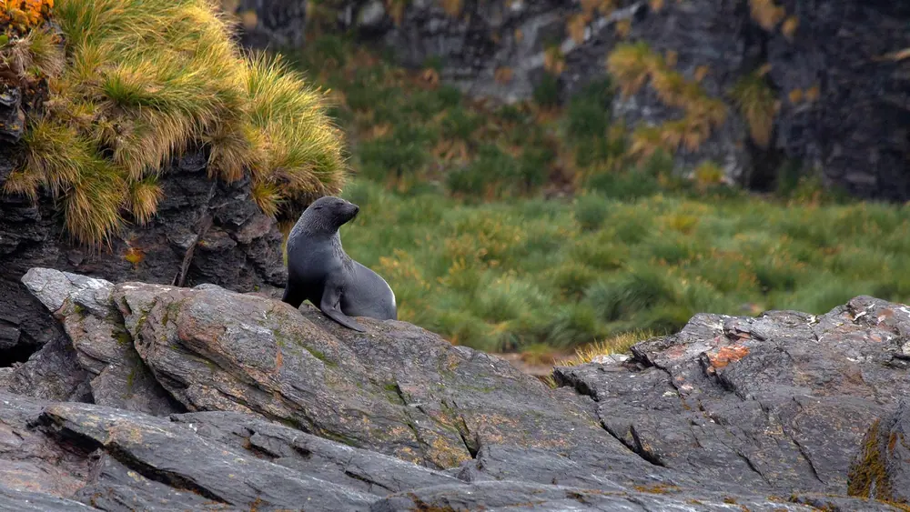 World Traveller 16-night Antarctic Peninsula and Falkland Islands trip image 3