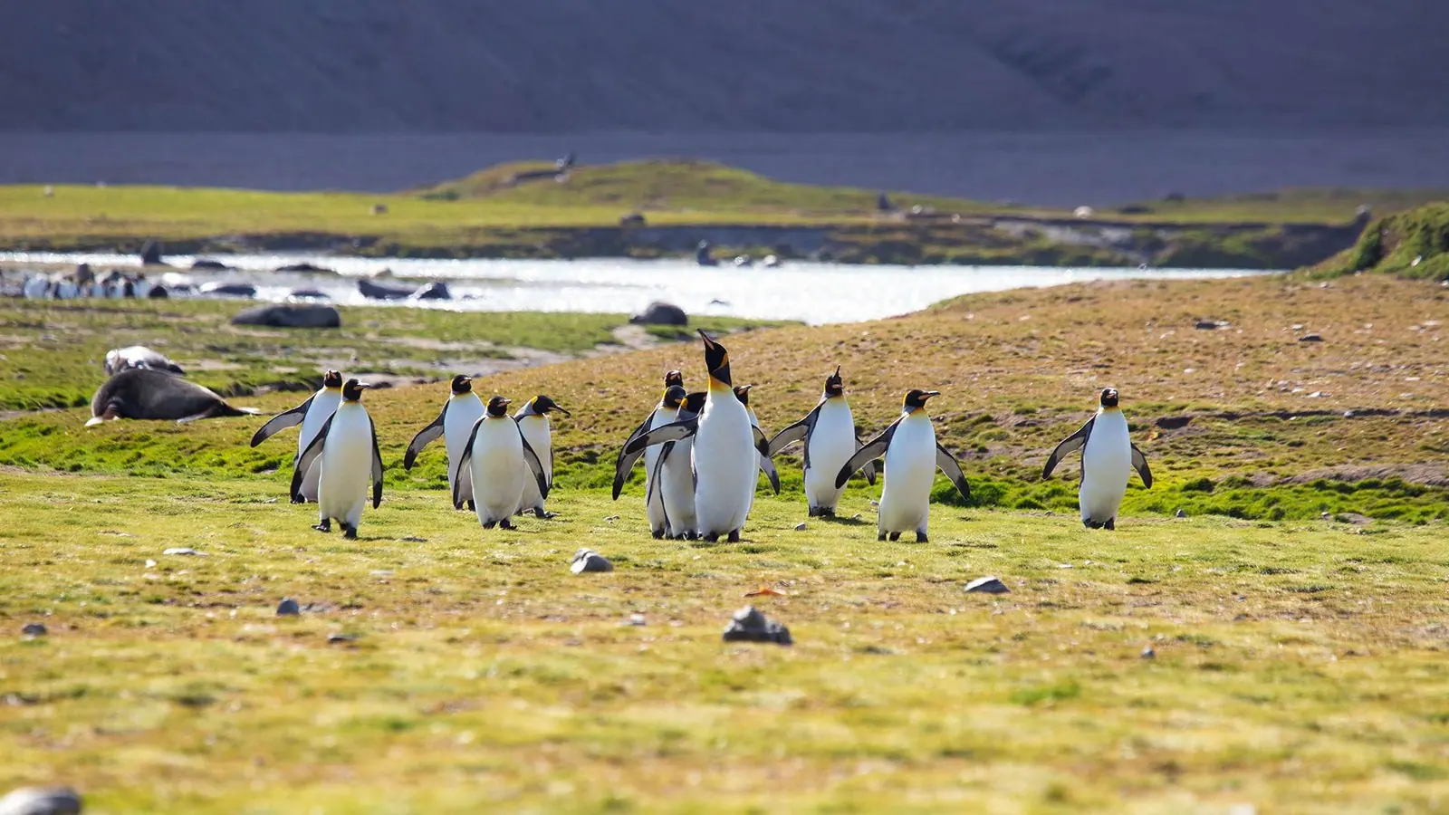 World Traveller 16-night Antarctic Peninsula and Falkland Islands Falkland Islands Segment