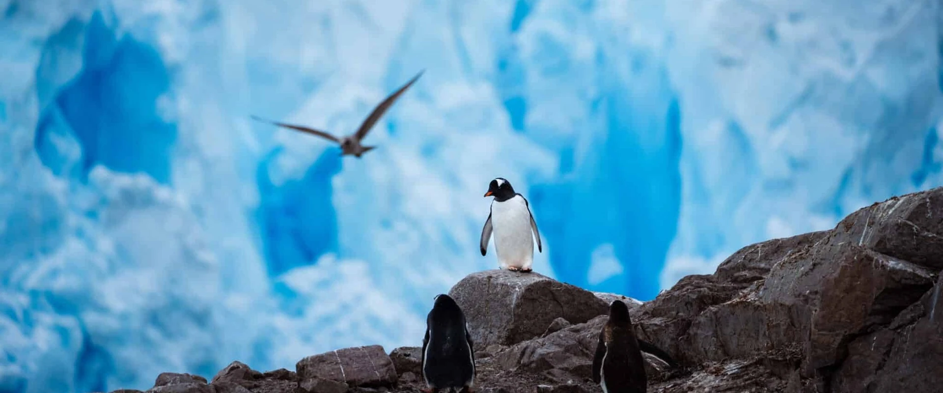 World Navigator · 10-Day Classic Antarctic Peninsula Cruise, Mar 19, 2027