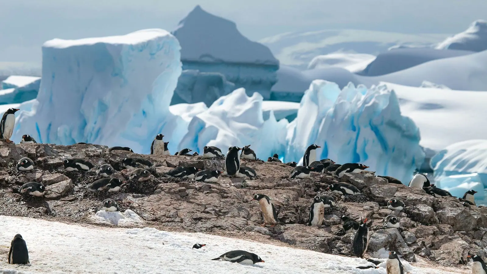 World Navigator 9-night Classic Antarctic Peninsula Expedition Ship and Onboard Program