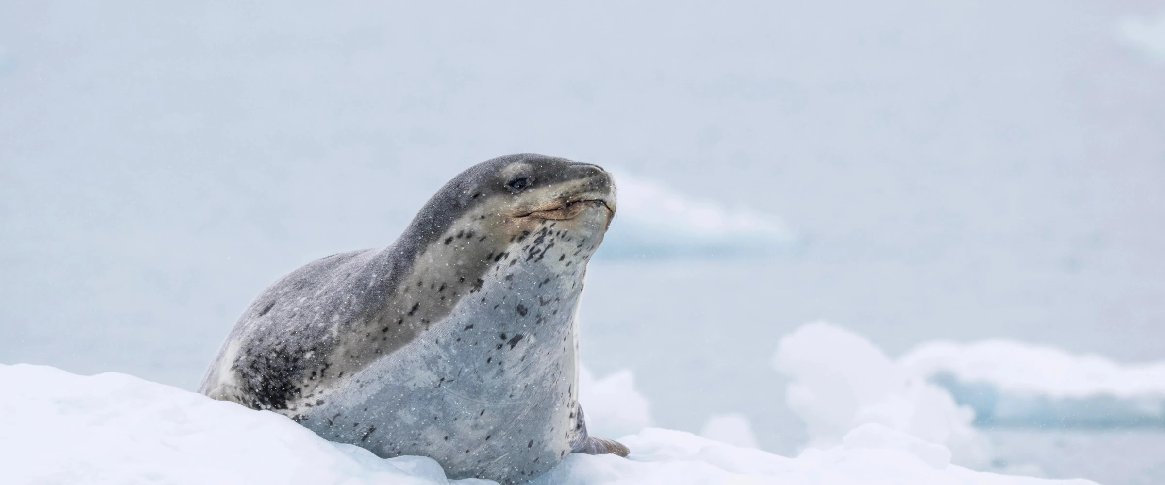 World Traveller · 11-Day Classic Antarctic Peninsula Cruise, Nov 21, 2027