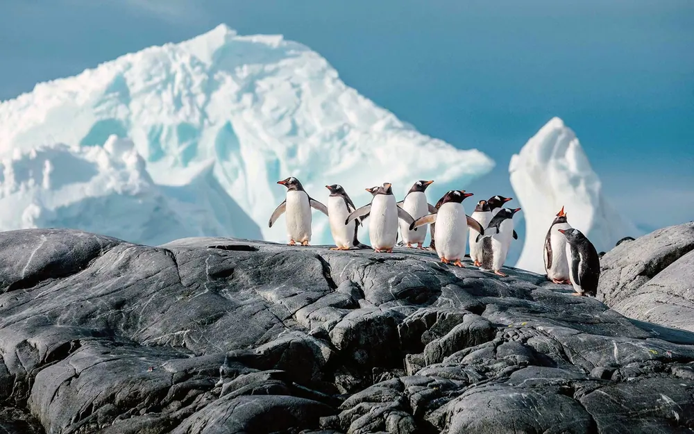 World Traveller 12-night Antarctic Circle and Peninsula trip image 1