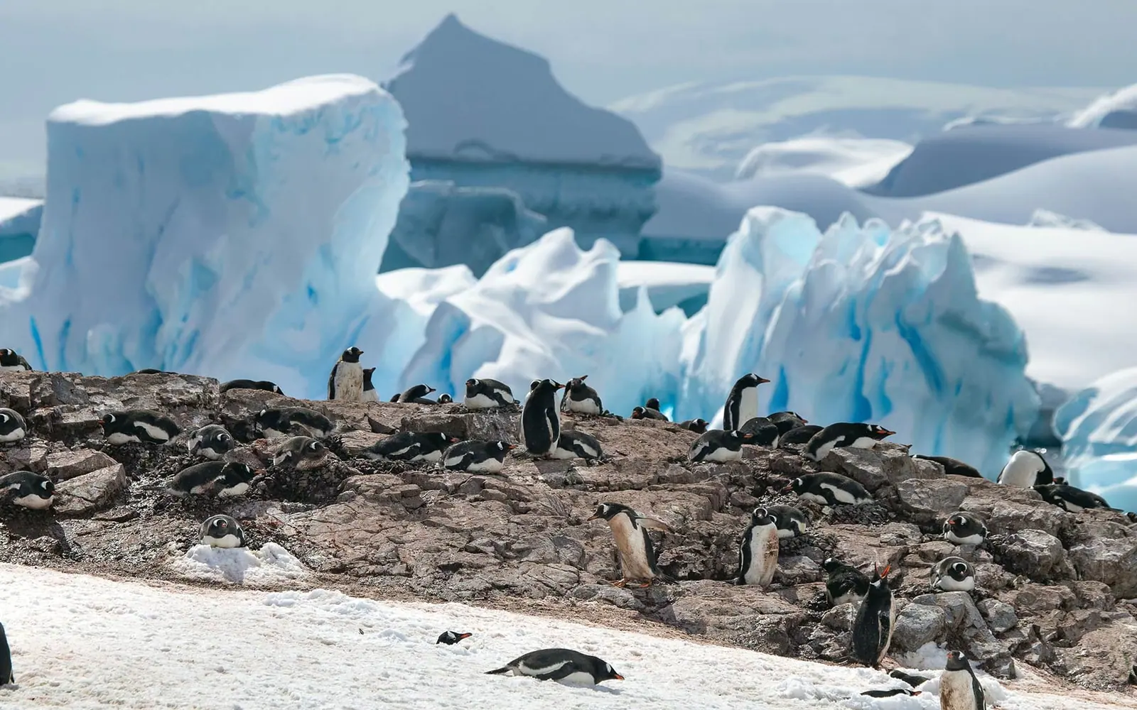 World Traveller 12-night Antarctic Circle and Peninsula Antarctic Wildlife Window