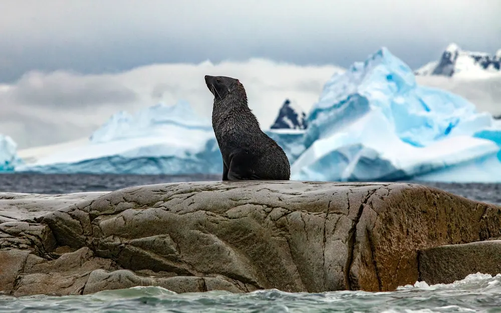 World Navigator 7-night Antarctica Fly-Cruise trip image 3