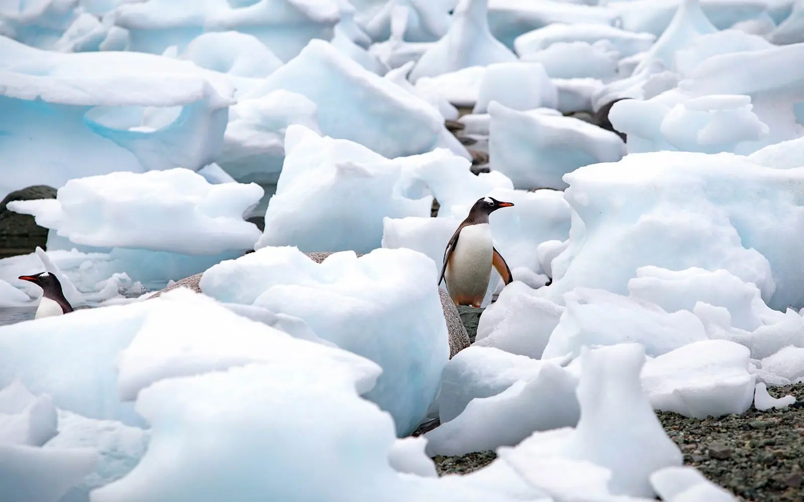 World Navigator 7-night Antarctica Fly-Cruise King George Island Fly-Cruise Start