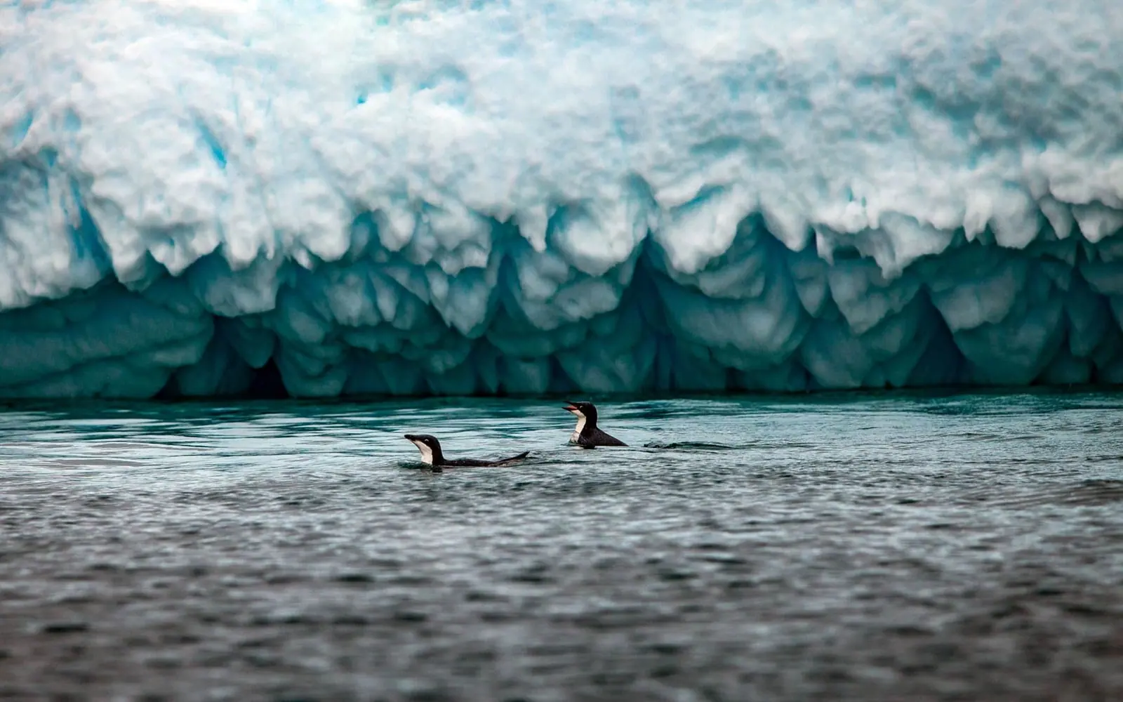 World Navigator 9-night Classic Antarctic Peninsula Icebergs, Glaciers and Southern Ocean Scenery