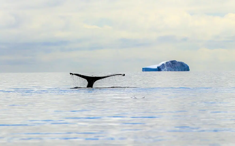 World Traveller 12-night Antarctic Circle and Peninsula trip image 3