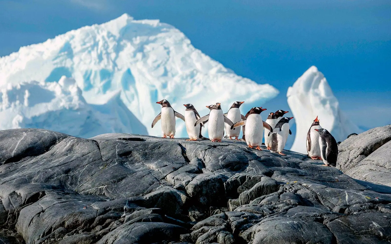 World Navigator 11-night Classic Antarctic Peninsula In-Depth Antarctic Peninsula Exploration