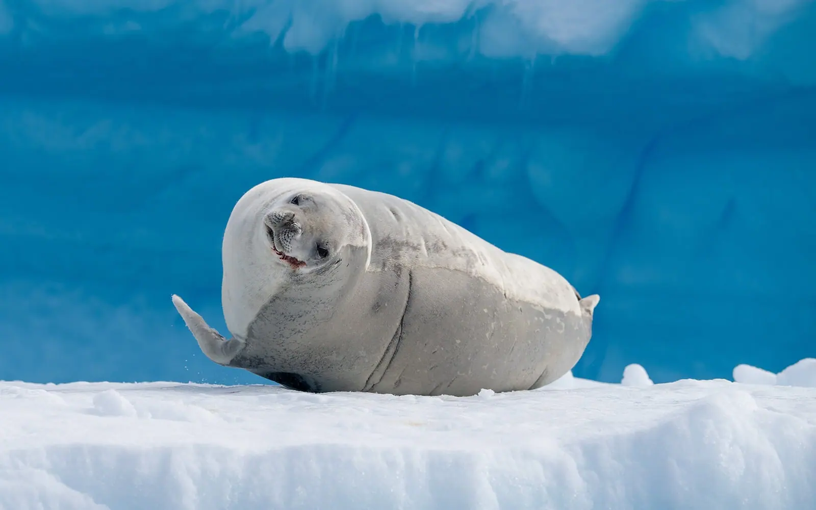 World Navigator 11-night Classic Antarctic Peninsula Antarctic Wildlife Window
