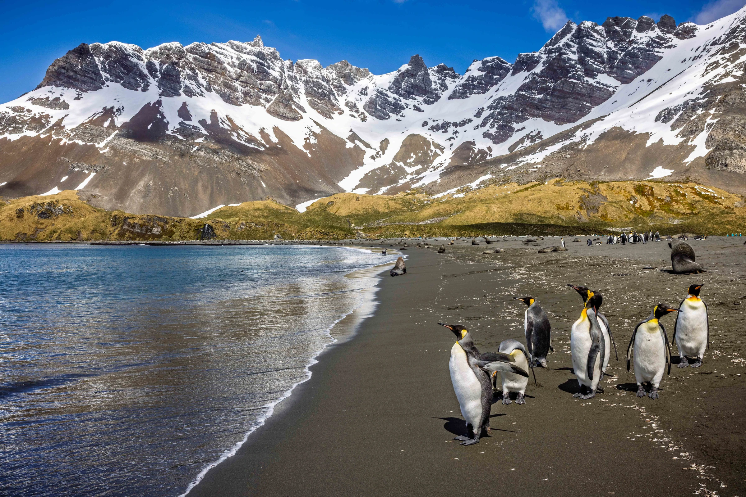 Sylvia Earle · 22-Day Falkland Islands, South Georgia and Antarctic Peninsula Cruise, Oct 24, 2026