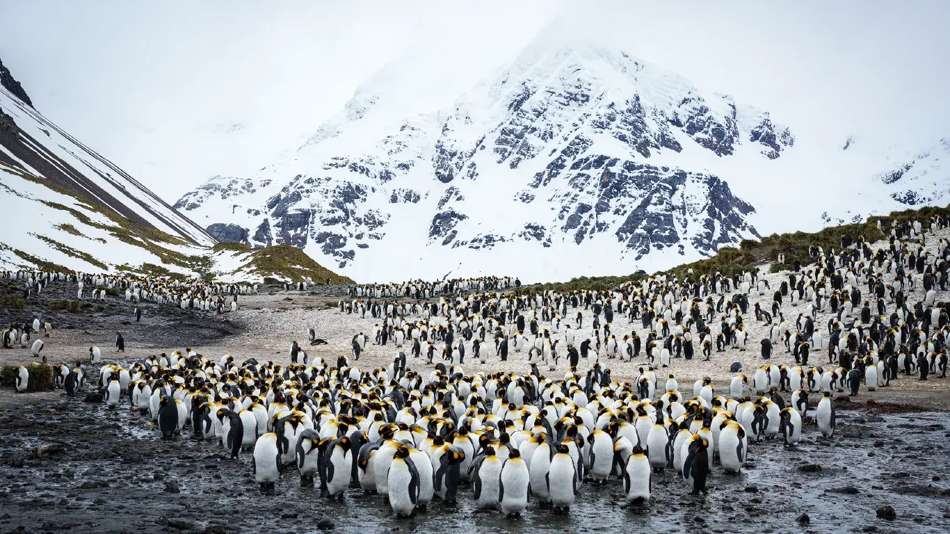 Sylvia Earle Falkland Islands, South Georgia and Antarctic Peninsula Falkland Islands Coast and Seabirds