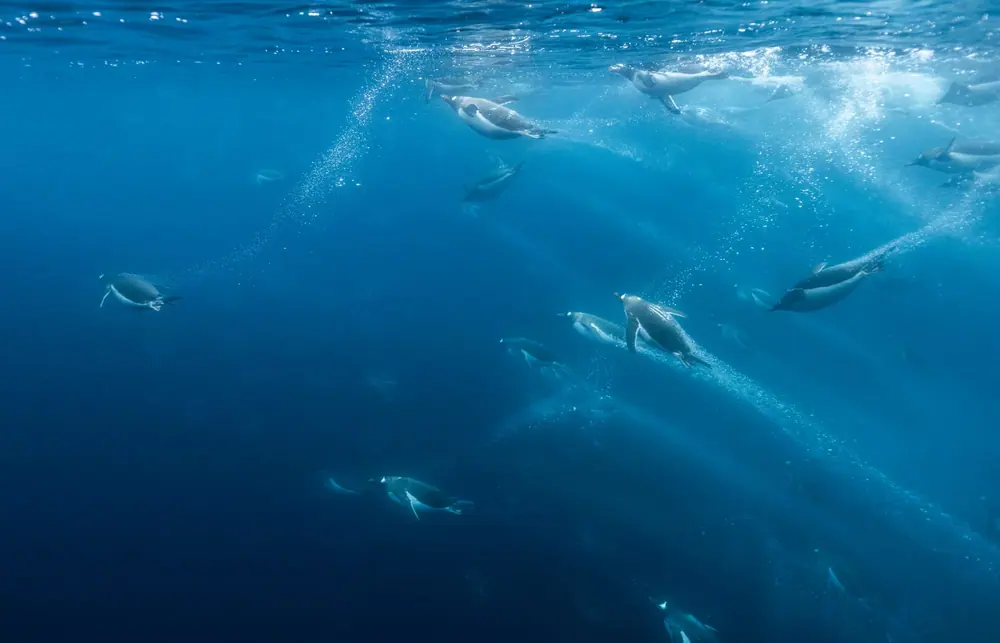 Sylvia Earle Active Antarctic Peninsula Expedition trip image 3