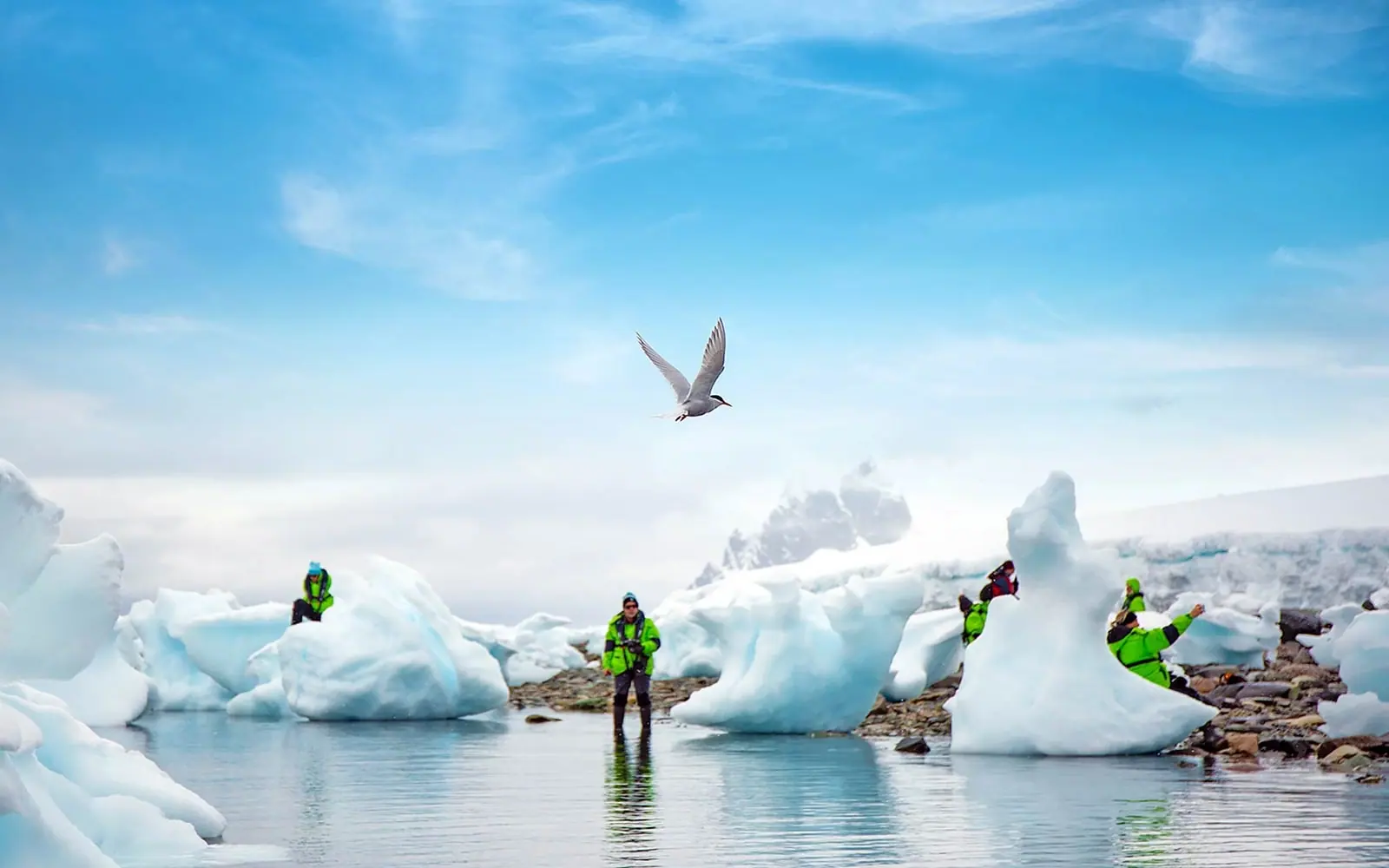 Sylvia Earle Active Antarctic Peninsula Expedition Antarctic Wildlife Window
