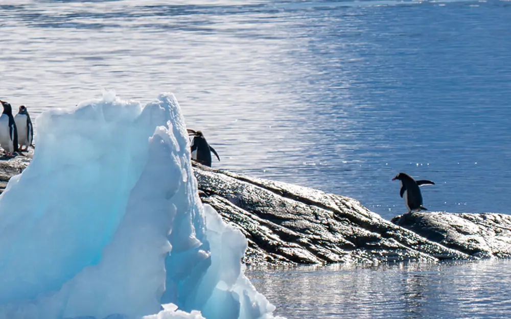 Sylvia Earle Active Antarctic Peninsula Expedition trip image 2
