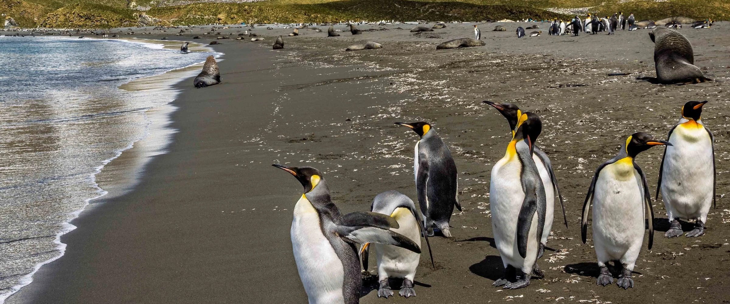 Douglas Mawson · 23-Day Antarctica Complete Cruise, Dec 17, 2026