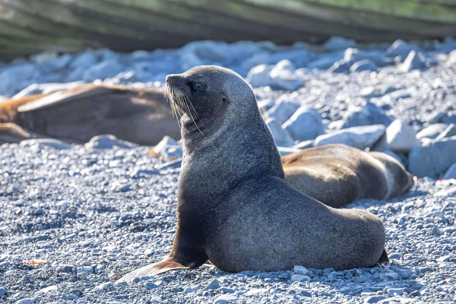 Antarctica and South Georgia · King Penguins + Six Countries in South America Highlight 6 image
