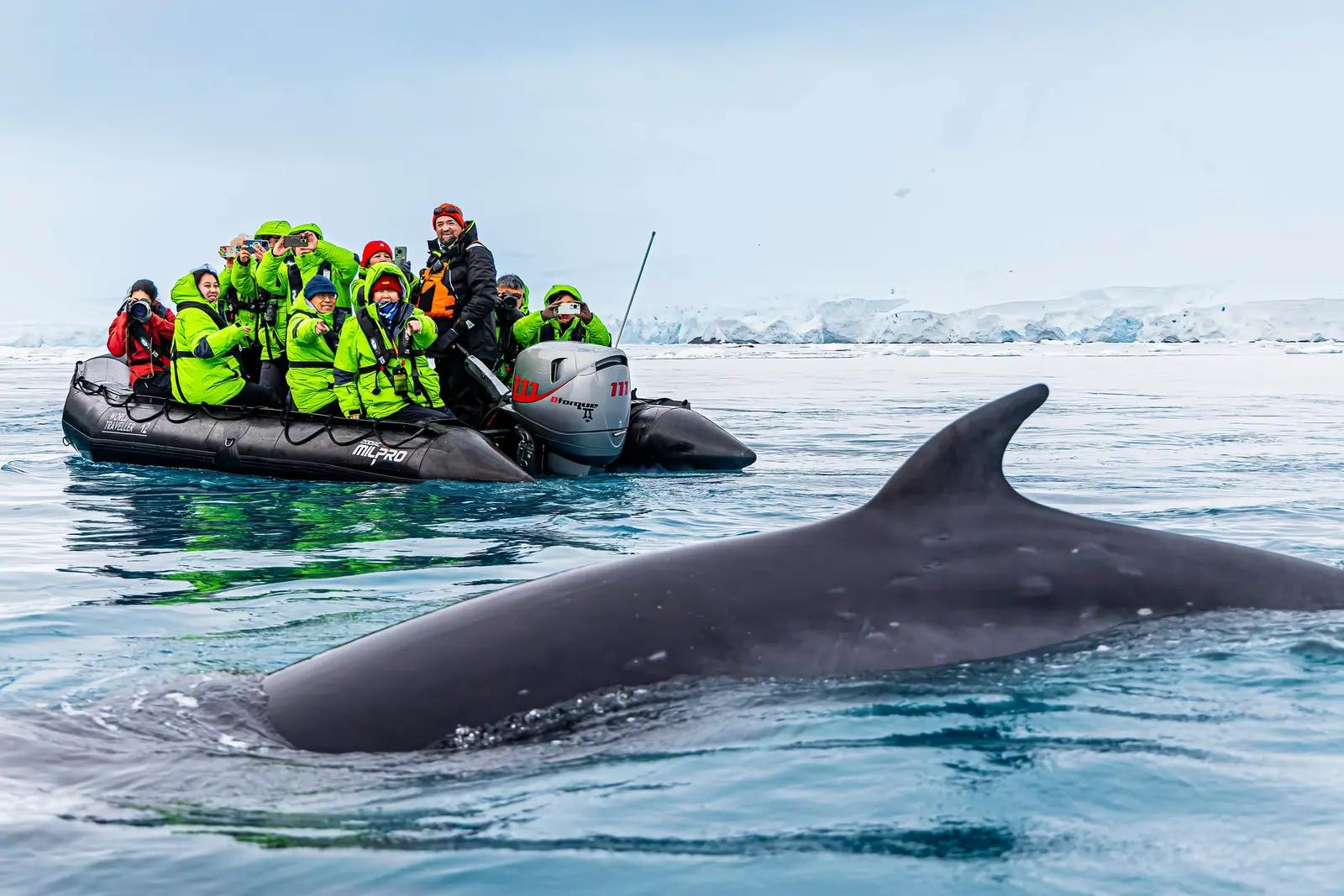 Antarctica and South Georgia · King Penguins + Six Countries in South America Highlight 4 image