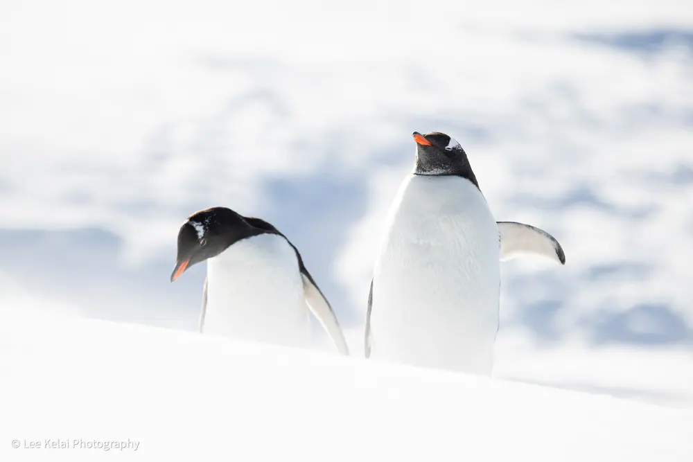 Antarctica Fly-Sail 2027 · Two Gateway Cities + Seven Countries in South America gallery image 3 image