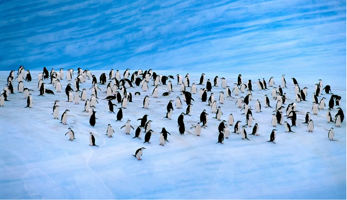 Antarctica Fly the Drake · Lunar New Year + Seven Countries in South America Highlight 7 image