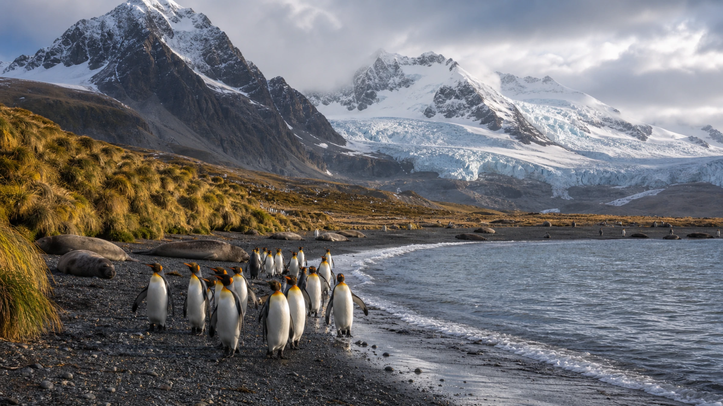 Antarctica and South Georgia · King Penguins + Seven Countries in South America