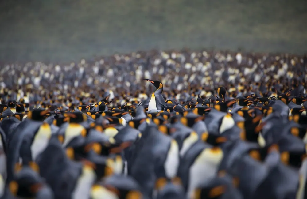 Antarctica and South Georgia · King Penguins + Seven Countries in South America gallery image 1 image