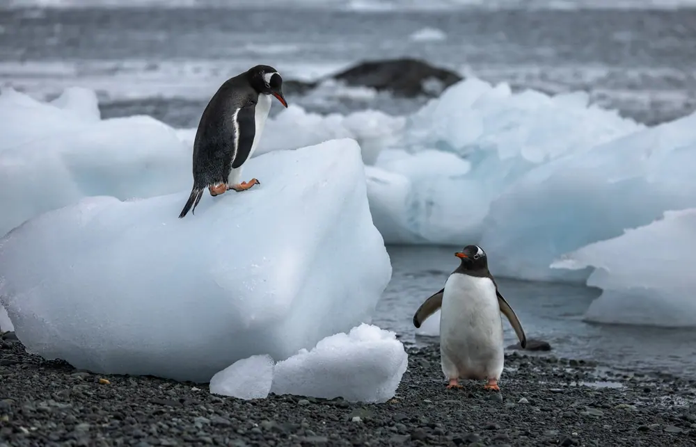 Le Lyrial Falkland Islands, South Georgia and Antarctic Peninsula trip image 2