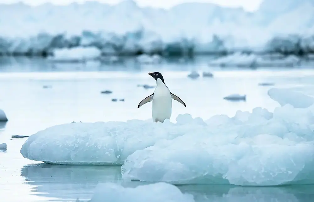 L'Austral Classic Antarctic Peninsula Expedition trip image 3
