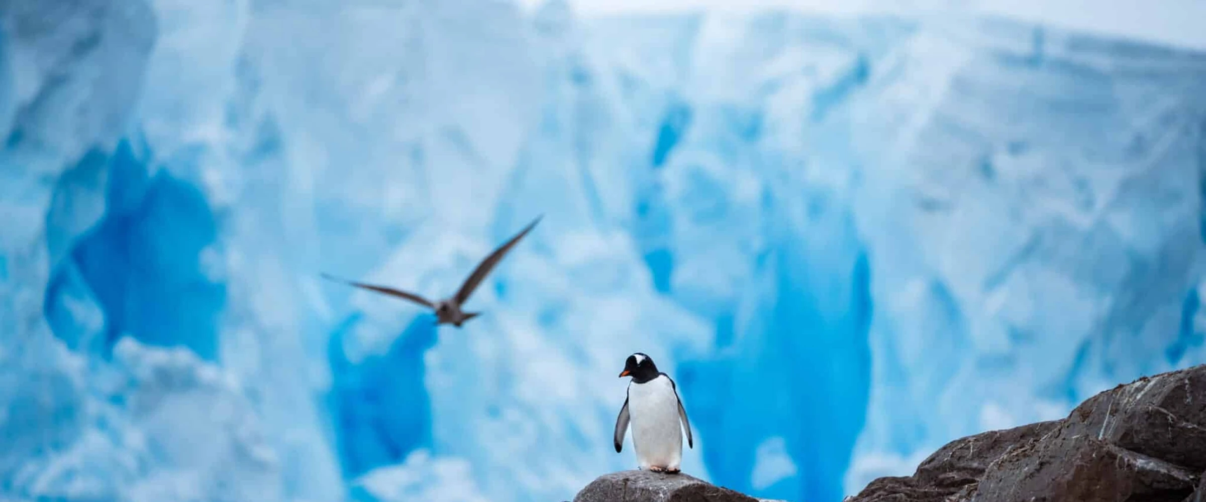 L'Austral · 12-Day Classic Antarctic Peninsula Cruise, Nov 17, 2026