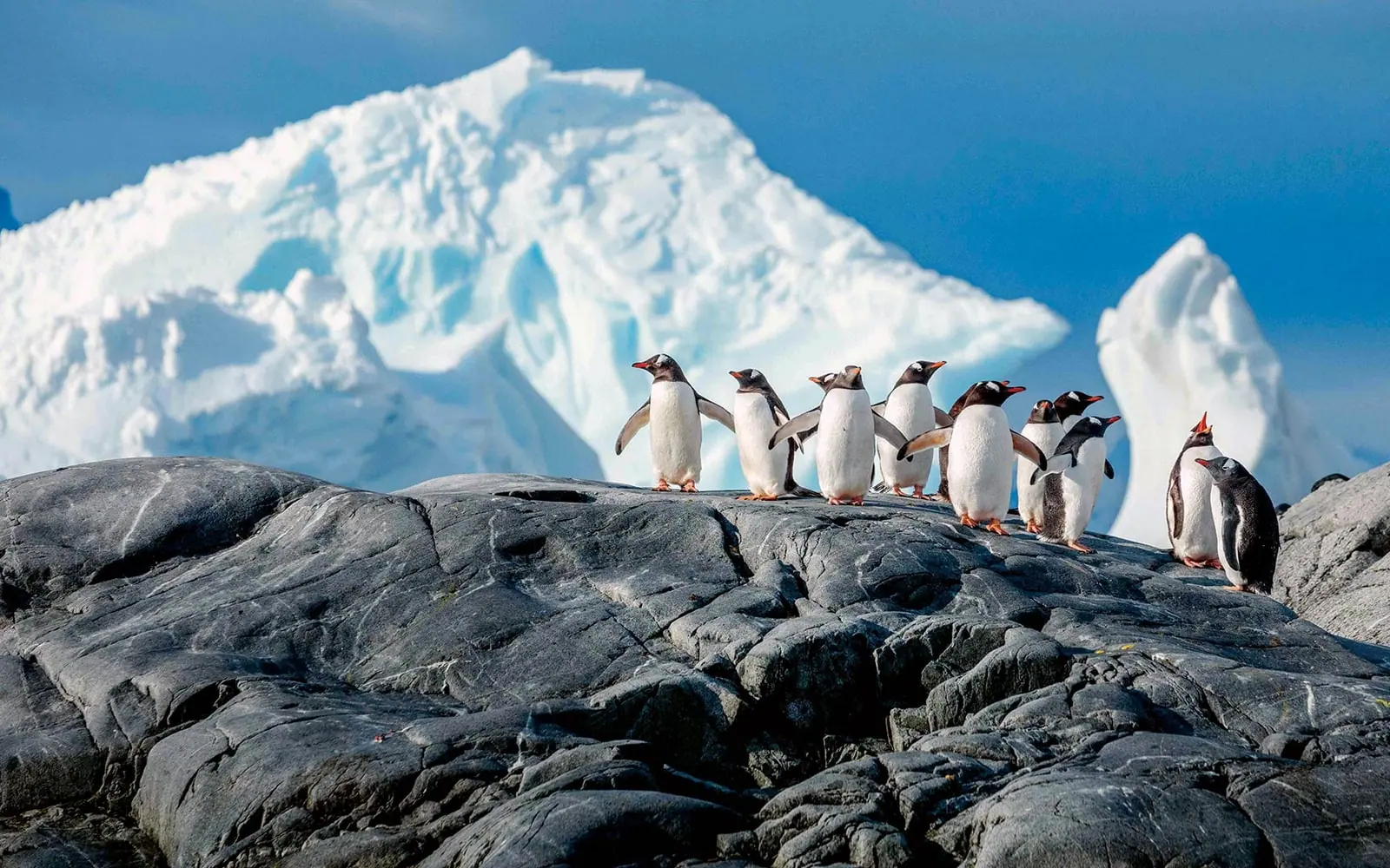 L'Austral Classic Antarctic Peninsula Expedition Antarctic Peninsula Ice Coast