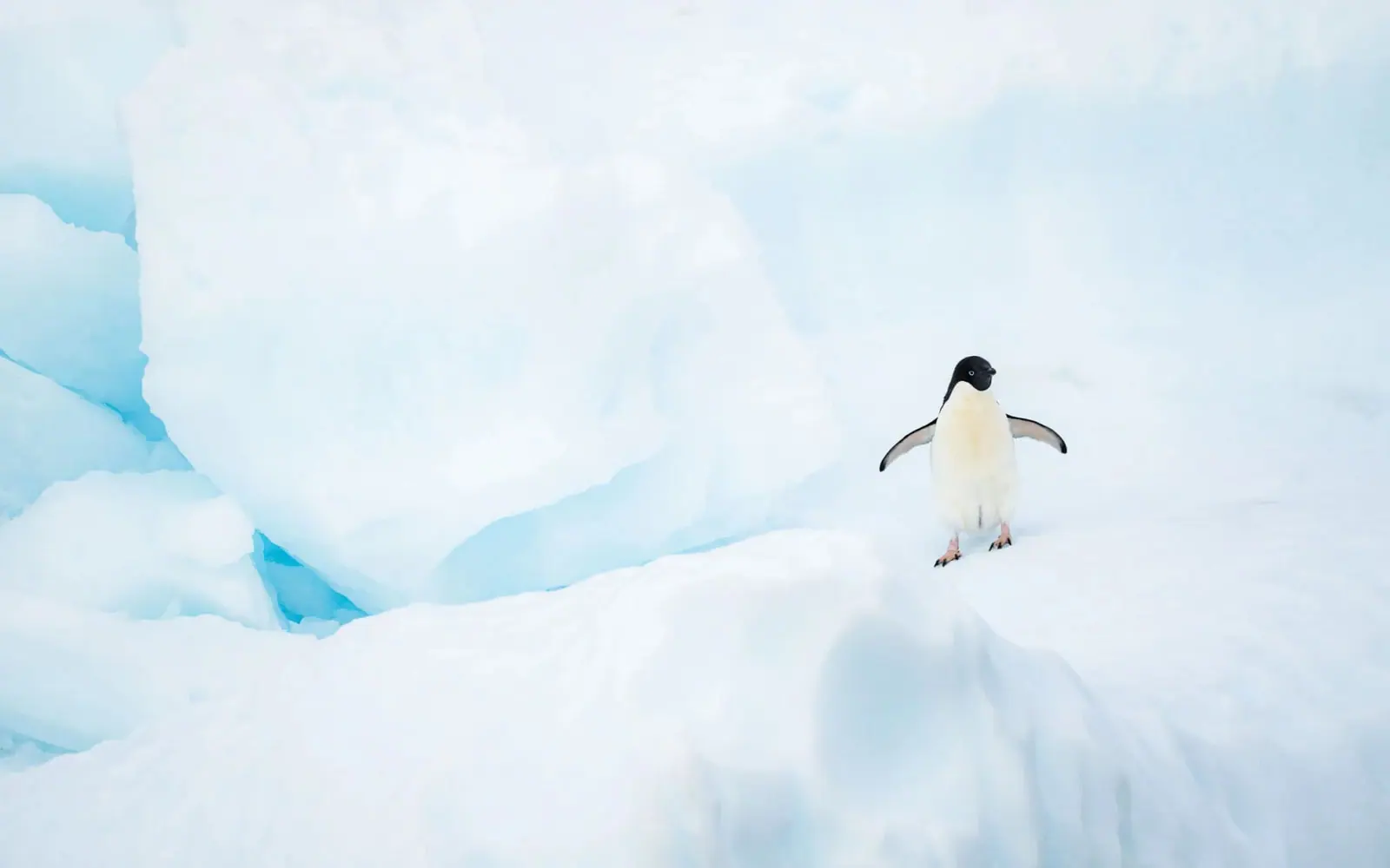 L'Austral Classic Antarctic Peninsula Expedition Antarctic Peninsula Ice Coast