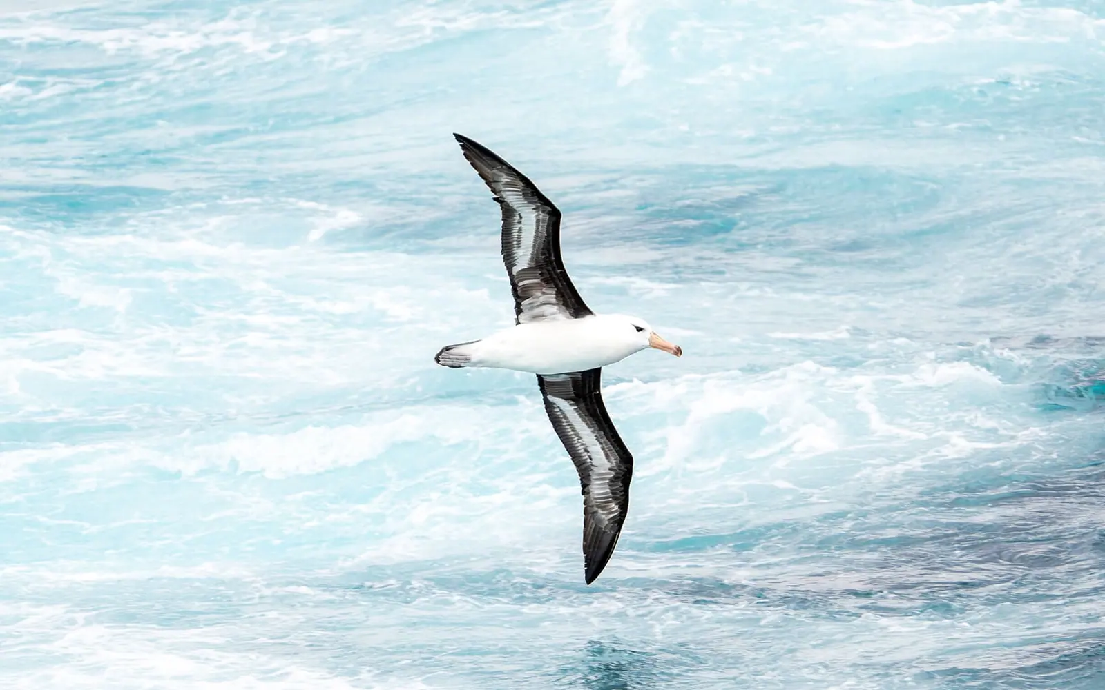 L'Austral Classic Antarctic Peninsula Expedition PONANT Expedition Ship and Onboard Program