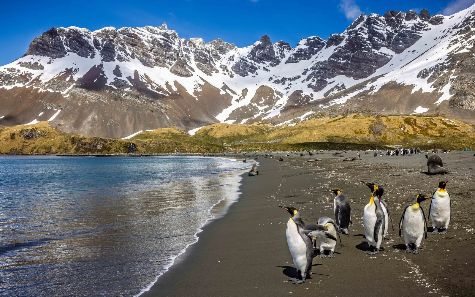 Le Lyrial Falkland Islands, South Georgia and Antarctic Peninsula Falkland Islands Coast and Seabirds