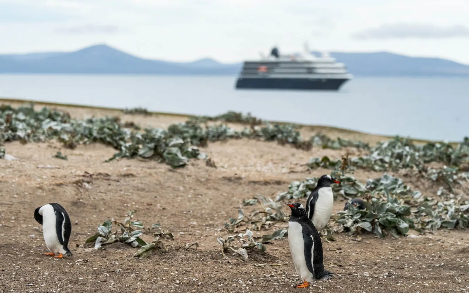 Le Lyrial Falkland Islands, South Georgia and Antarctic Peninsula South Georgia Wildlife Coast