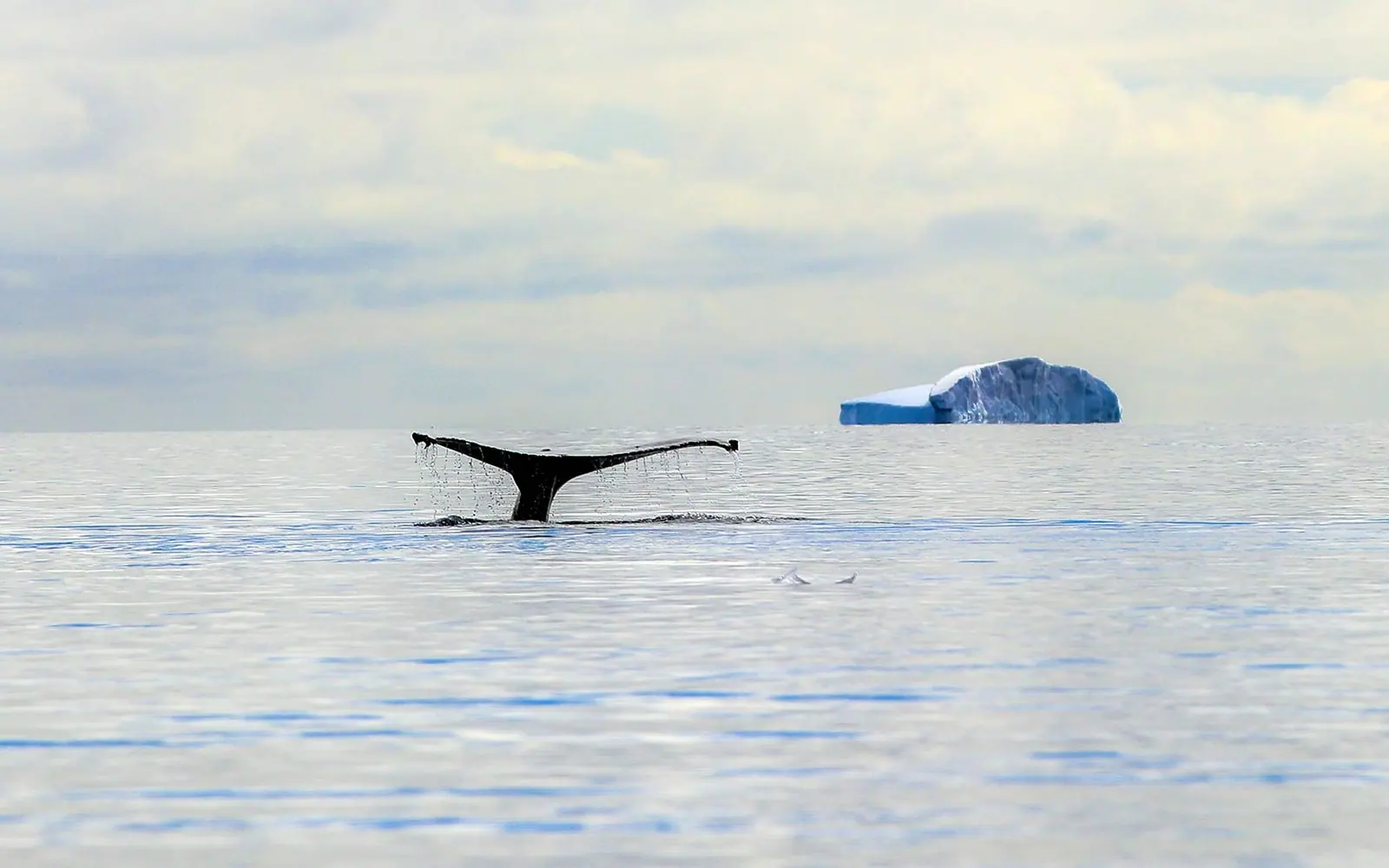 Le Lyrial Falkland Islands, South Georgia and Antarctic Peninsula Drake Passage, Sea Days and Lectures