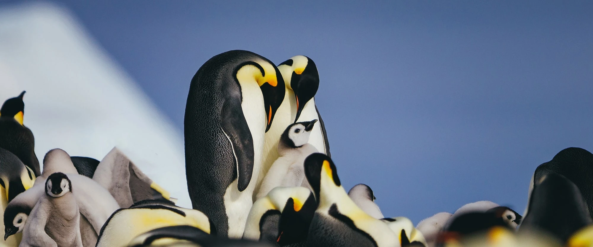 Le Boréal · 19-Day Falkland Islands, South Georgia and Antarctic Peninsula Cruise, Feb 14, 2027