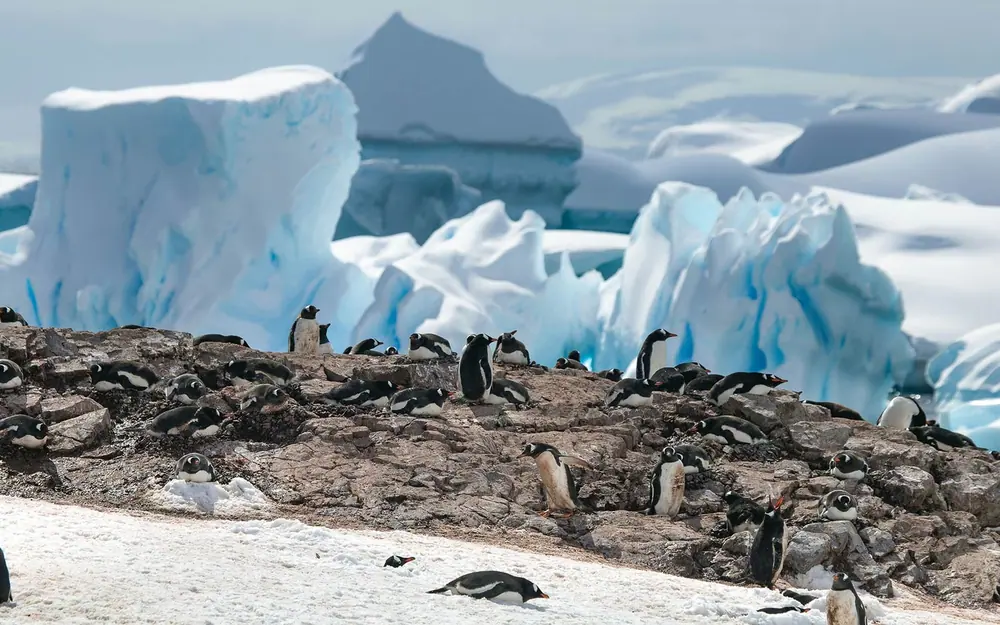 Le Commandant Charcot Weddell Sea Emperor Penguin Expedition trip image 3