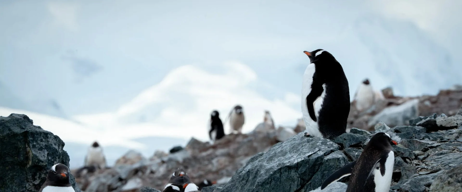 Le Commandant Charcot · 14-Day Weddell Sea Emperor Penguin Cruise, Nov 19, 2027