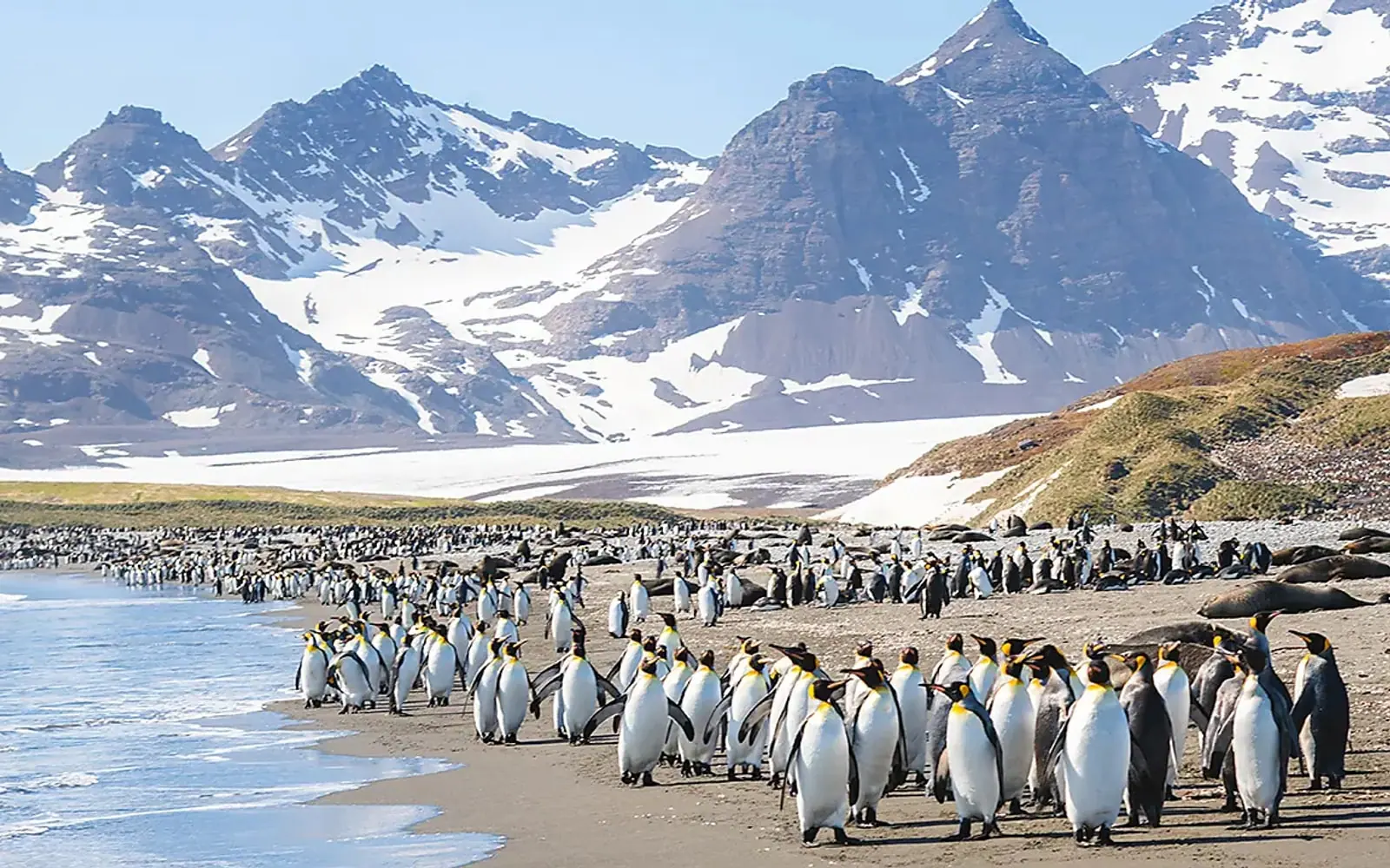 Le Commandant Charcot Weddell Sea Emperor Penguin Expedition Antarctic Wildlife Window