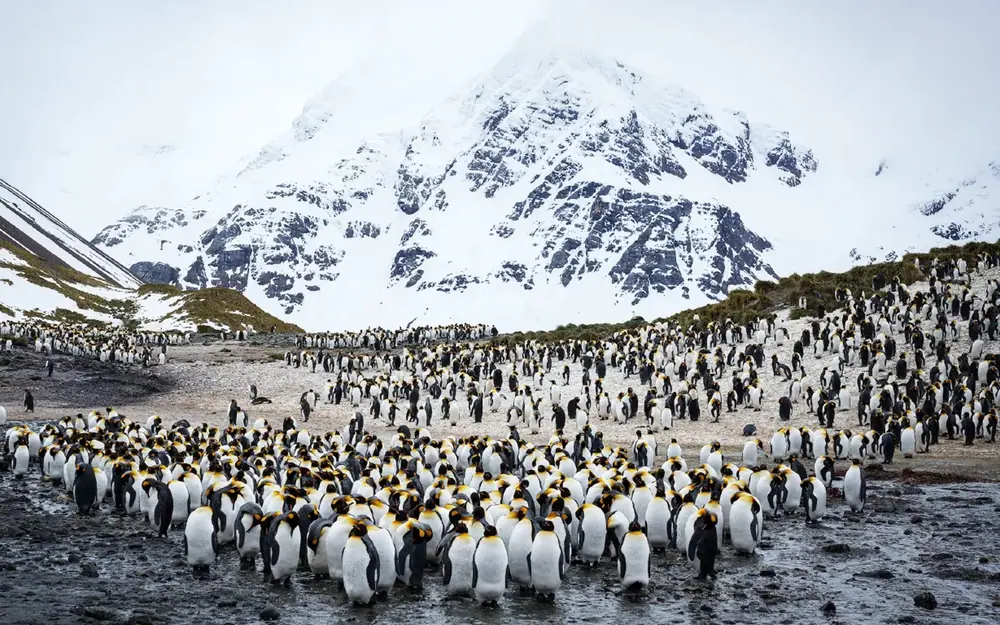Le Commandant Charcot Beyond the Antarctic Circle Expedition trip image 1