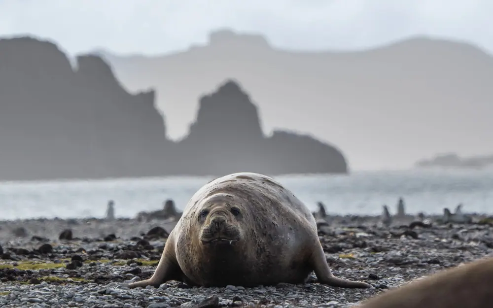 Le Commandant Charcot Weddell Sea Emperor Penguin Expedition trip image 1