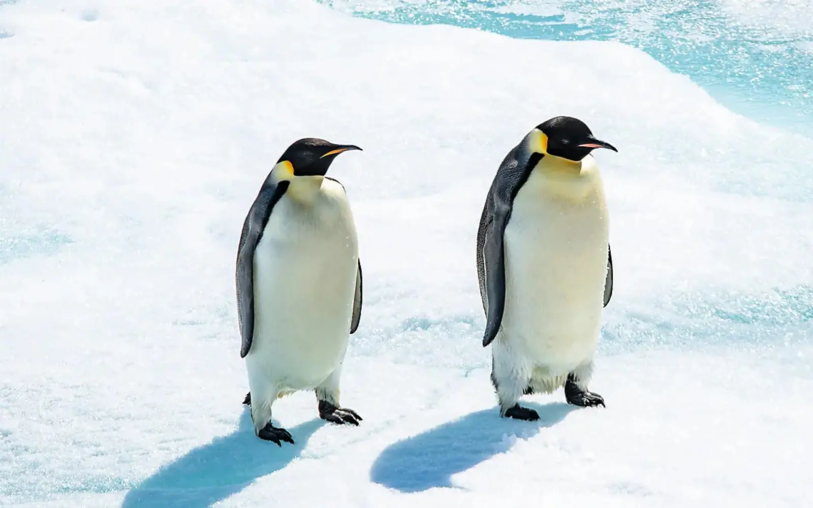 Le Commandant Charcot Weddell Sea Emperor Penguin Expedition Emperor Penguin Theme Waters