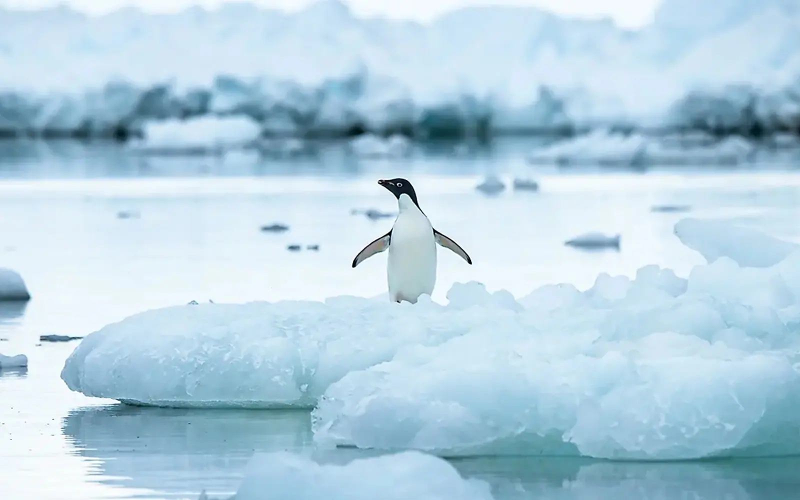 Le Commandant Charcot Weddell Sea Emperor Penguin Expedition Antarctic Wildlife Window