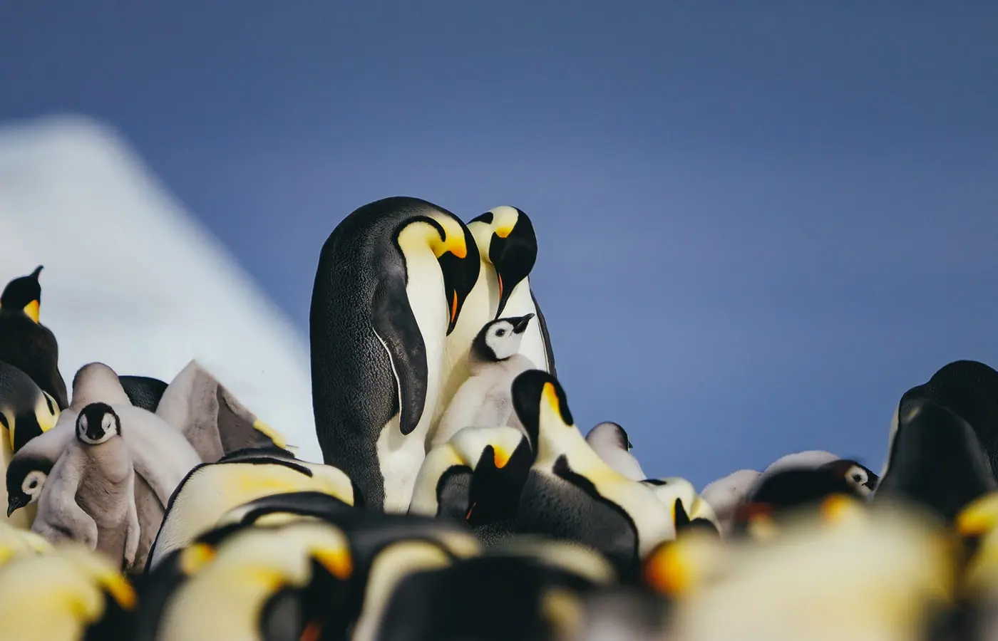 Ultramarine Emperor Penguin Quest to Snow Hill Weddell Sea and Snow Hill Direction